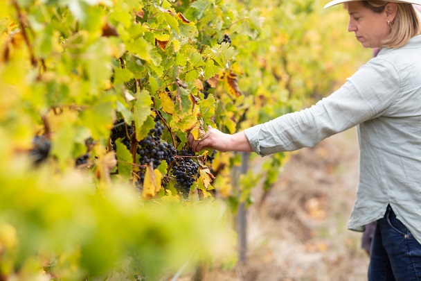 Wirra Wirra Emma Wood Vineyard